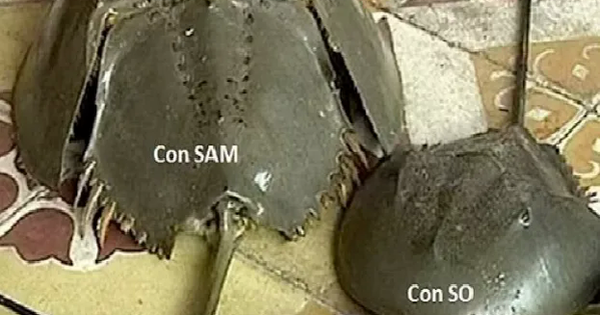 Cảnh báo ngộ độc con so biển sau ca suy hô hấp nguy kịch