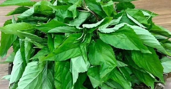 Loại rau bị nhiều người Việt chê, ở Nhật Bản được coi là “nhân sâm xanh”: Mùa hè này nhớ ăn thường xuyên