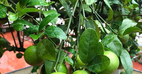 Lợi ích khi trồng chanh