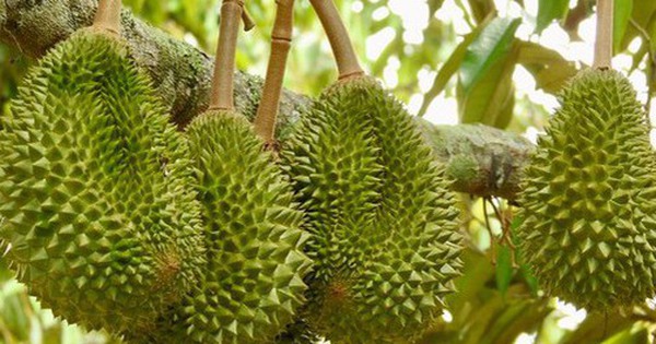 Tránh Việt Nam và Thái Lan, một đối thủ sầu riêng chọn lối đi riêng: Không chạy theo sản lượng, tập trung bán phân khúc cao cấp tại Trung Quốc