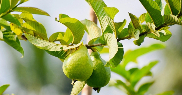 3 công dụng của lá ổi, biết để tận dụng ngay