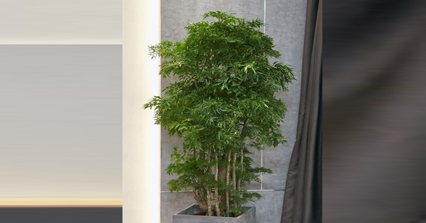 Đặt cây đinh lăng đúng vị trí để 