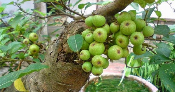 Lợi ích khi trồng cây sung