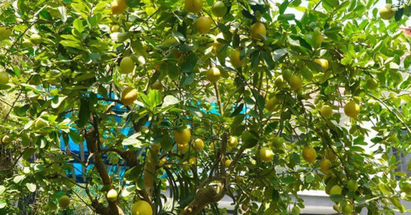 10 loại cây 