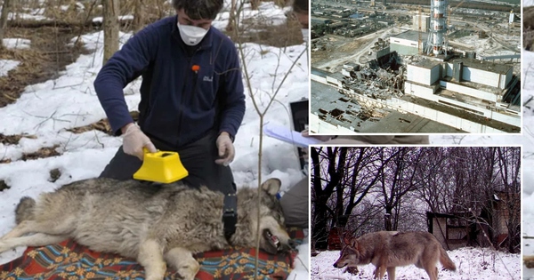 Bầy sói sống giữa vùng đất chết Chernobyl đang tiến hóa kỳ lạ, các nhà khoa học phát hiện điều đáng kinh ngạc