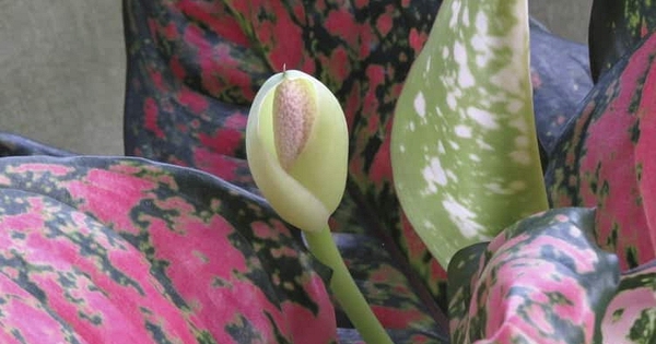 Hiện tượng cây phú quý nở hoa