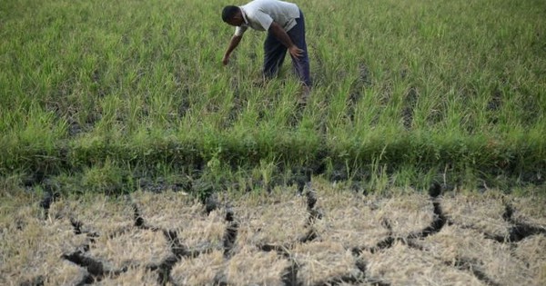 Siêu El Nino chưa từng có trong 150 năm cận kề: Nỗi lo lúa cháy khô, cá chết bỏng vì nắng nóng bủa vây hàng triệu nhà nông