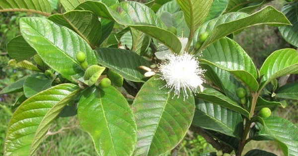 Hiện tượng cây ổi nở hoa