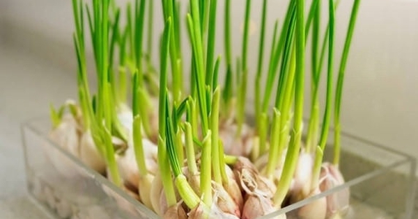 Lời khuyên đến những gia đình đang trồng tỏi