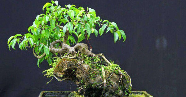 3 cây bonsai 