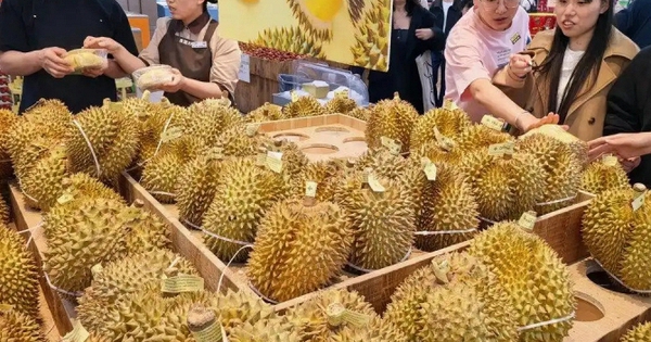Kéo cả vali đi gom sầu riêng: Người phụ nữ gây sốt khi mua 14kg với giá chỉ 1 triệu đồng