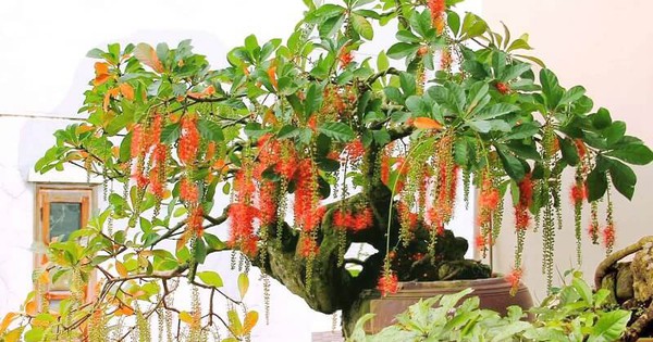 4 cây nhà giàu thích trồng