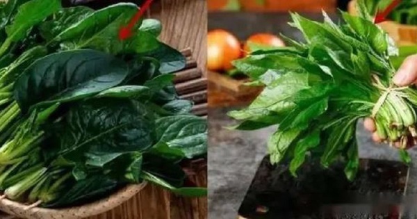 Cải bó xôi vì sao có lúc ngọt, lúc chát?