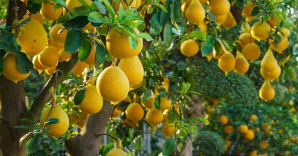 Lời khuyên đến những gia đình đang trồng cây bưởi