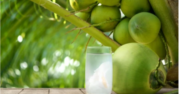 3 lời khuyên cho các gia đình hay uống nước dừa