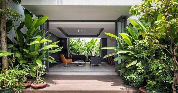 5 loại cây không nên trồng trước cửa nhà: Cây càng xanh tốt nhà càng suy