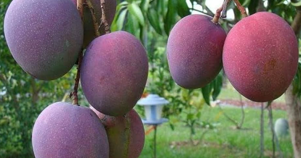 Loại quả ‘trứng của mặt trời’ vừa được đấu giá hơn 16 triệu đồng/cặp tại một quốc gia châu Á, Việt Nam vừa trồng thành công tại TP HCM