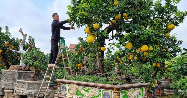 5 lý do vì sao nên trồng 1 cây bưởi trong nhà