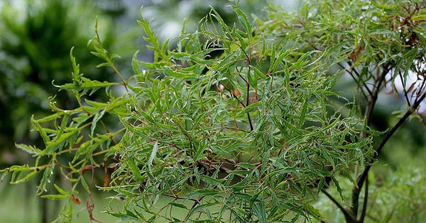 3 lý do bạn nên trồng một cây đinh lăng trong nhà