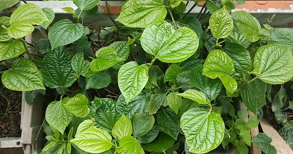 Lời khuyên dành cho những gia đình đang trồng cây lá lốt