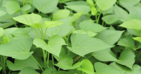 2 điều tuyệt đối nên tránh khi ăn rau lang