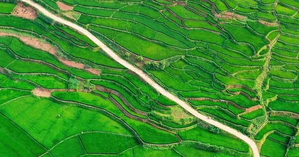 Ruộng bậc thang đẹp tuyệt khi lúa vào thì con gái