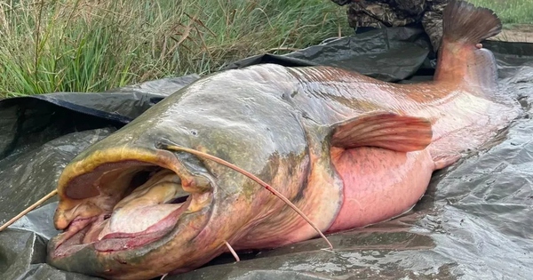 Ngư dân bắt được con cá trê dài 2,5 mét, nặng hơn 150 kg trên sông