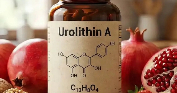 Urolithin A: Hợp chất chống lão hóa có thử nghiệm lâm sàng trên người, tăng 12% sức mạnh cơ bắp, cải thiện sức bền hiếu khí ở người trung niên