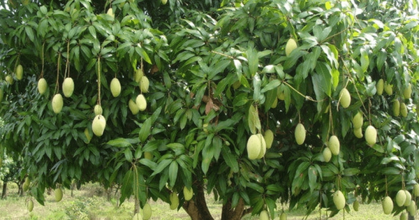 Lời khuyên dành cho những gia đình đang trồng cây xoài
