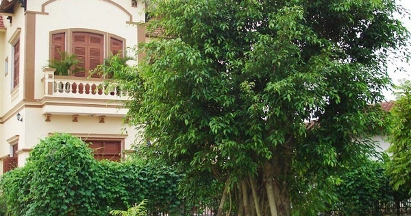 4 loại cây cản tài lộc, không nên trồng trong nhà
