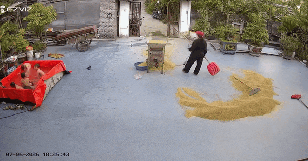 Cảnh tượng bất ngờ trong sân nhà của một gia đình ở Hà Nội c