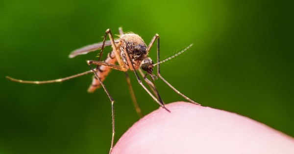 Vì sao có người bị muỗi “tấn công” nhiều hơn người khác? Ngh
