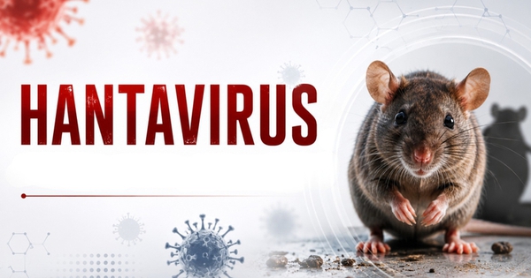 5 câu hỏi người dân quan tâm nhất về virus Hanta đ