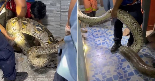 Bắt sống trăn khổng lồ dài 5 mét, nặng 30kg ẩn nấp trong ký 