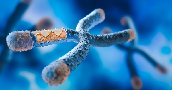 Một lỗi DNA có thể biến chuột cái thành đực: Hy vọ