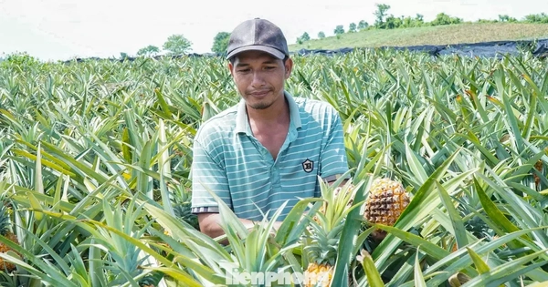Buốt ruột nhìn ruộng dứa chín la liệt, không ai mu