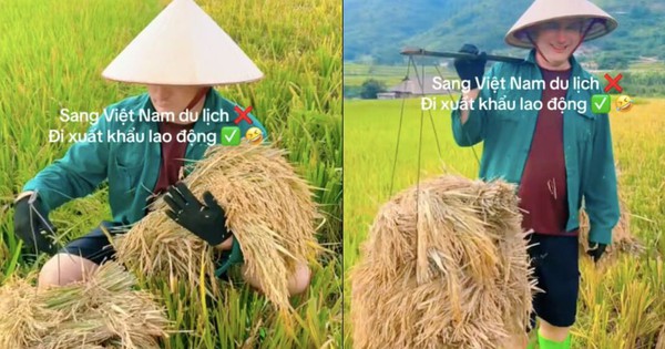 Xem clip khách Tây gánh lúa, dân mạng đùa du lịch mà mệt như