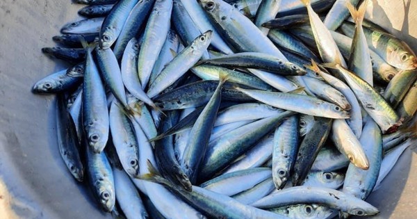 Bác sĩ tiết lộ 5 loại cá bình dân giàu omega-3 khô