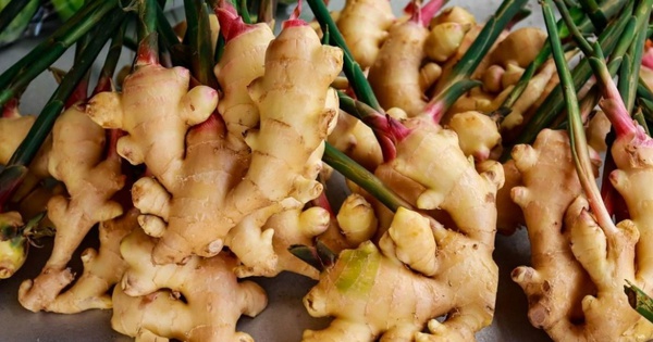 7 lợi ích của cây gừng