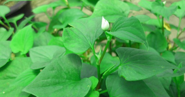 Vì sao người xưa thường trồng cây diếp cá quanh nhà?