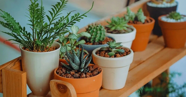 5 loại cây không nên trồng trong nhà