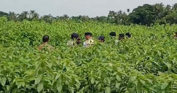 Phát hiện 6,2 tỷ đồng tiền mặt chôn trên cánh đồng đay