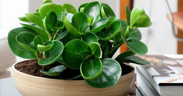 4 lời khuyên dành cho các gia đình đang trồng cây trường sinh