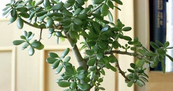 3 loại cây đặt trong nhà có thể sống trăm năm: Được xem như 