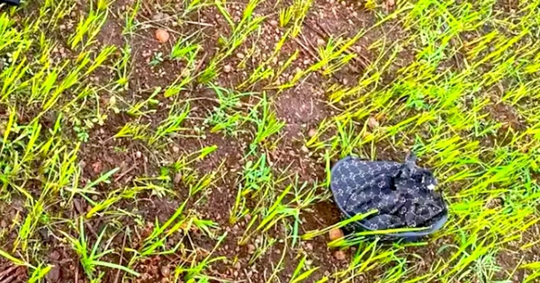 Nữ sinh lớp 8 đi chăn bò thuê bị sét đánh tử vong