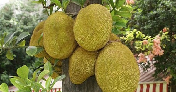 Đi chợ mua mít: Nhớ kỹ 6 mẹo để chọn được quả chín cây, nhiều múi, thơm ngọt tự nhiên