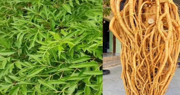 Công dụng của cây đinh lăng