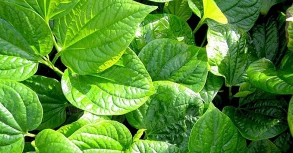 Công dụng của cây lá lốt