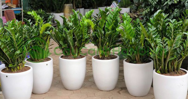 Công dụng của cây kim tiền