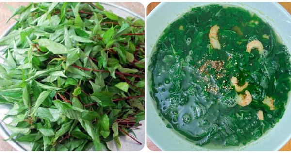 Ăn rau đay thường xuyên có tác dụng gì?